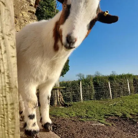 Les Coquelicots Lacres