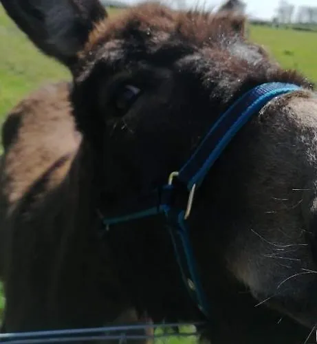 Les Coquelicots Hébergement de vacances *