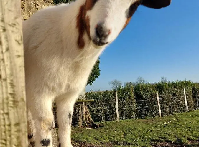 Les Coquelicots Lacres